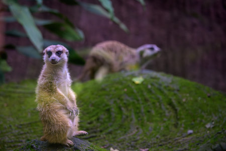 A meerkat stands alert on the ground, looking forward. They are small-bodied and belong to the mongoose family.の写真素材