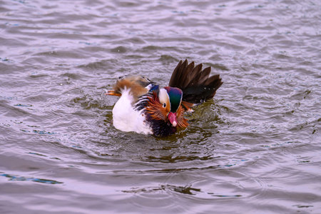 A male mandarin duck, Aix galericulata on a pond its water splashes. A colorful drake in the nature...