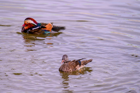 Mandarin duck, Aix galericulata floats on a pond. Duck in the nature habitat.の写真素材
