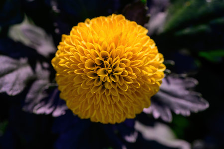 Close-up Pompon Dahlias flowers in the garden, beautiful pompon flower. Shot flower outdoor in natural light.の写真素材