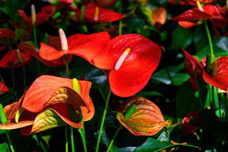 Red Flamingo Flower or Anthurium andraeanum flower blooming in the garden. Family Araceae. Shot flower outdoor in natural light.の写真素材