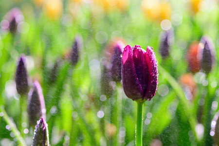 Tulips Flowers with water droplets on a green leaf background in the garden. Shot flower outdoor in...