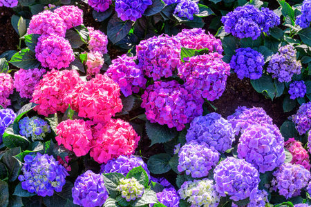 Beautiful Blooming Hydrangeas in the garden. Flowers in the garden.の写真素材