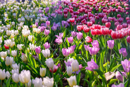 Blooming Tulips Flowers on a green leaf background in the garden.