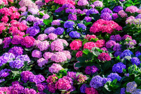 Beautiful Blooming Hydrangeas in the garden. Flowers in the garden.