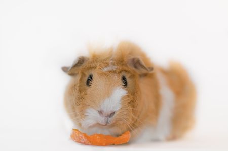 Guinea Pig Eatingの写真素材