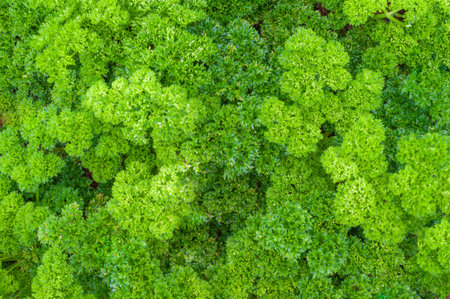 Green parsley Backgroundの写真素材