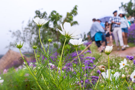 Cosmos flowers blooming in the garden blur backgroundの写真素材