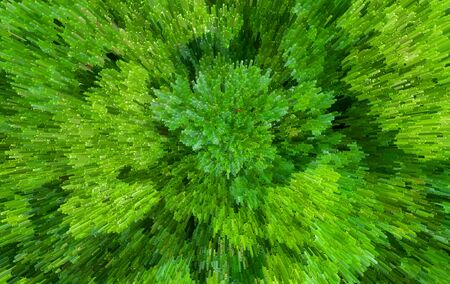 3D Green parsley Backgroundの写真素材