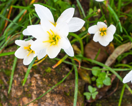 white rain lily Backgroundの写真素材
