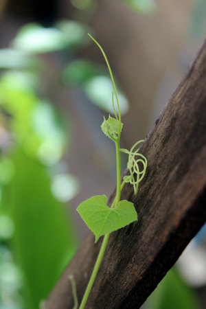 Zucchini growingの写真素材
