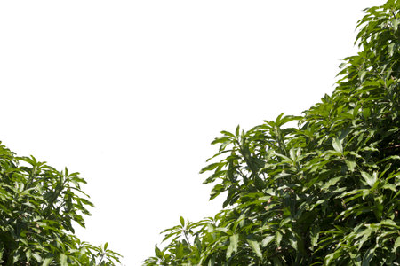 Mango leaves on a white background.の写真素材