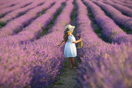 A child in lavender. Beautiful girl in a field with lavender.の写真素材