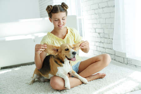 Child with a dog. Teenage girl with a beagle dog at home. High quality photo.の写真素材