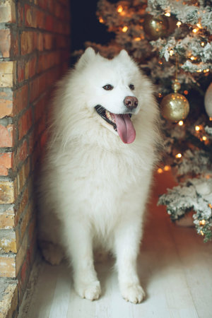 Dog for christmas. Festive decor. High quality photo.の写真素材