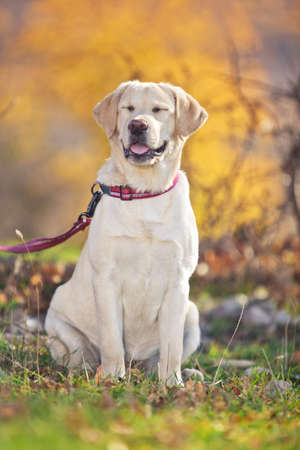 Beige labrador dog outdoors in the autumn forest. High quality photo.の写真素材