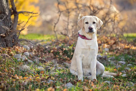Beige labrador dog outdoors in the autumn forest. High quality photo.の写真素材