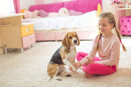Happy child with a dog. Portrait of a girl with a pet. Beagle licks a teenager. High quality photo.の写真素材