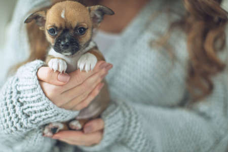 The owner of the dog and her pet. Happy ethnic girl holding a cute puppy near her face, expresses love and care for a pet, woman in a sweater. High quality photo.の写真素材