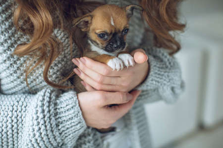 The owner of the dog and her pet. Happy ethnic girl holding a cute puppy near her face, expresses love and care for a pet, woman in a sweater. High quality photo.の写真素材
