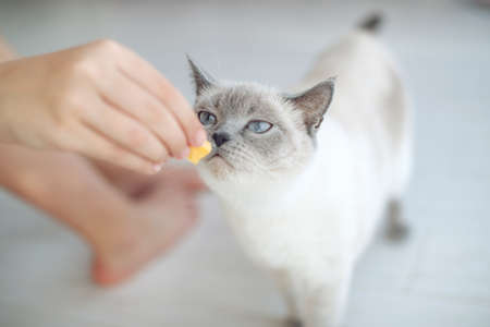 Scottish cat receives treats, feed the animal, the cat eats. High quality photo.の写真素材