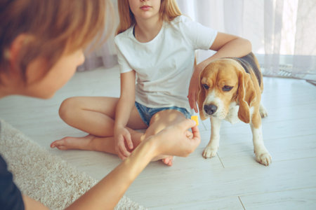 Cute feeds the Beagle dog at home. High quality photo.の写真素材
