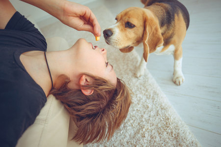 Cute boy feeds the Beagle dog at home. High quality photo.の写真素材