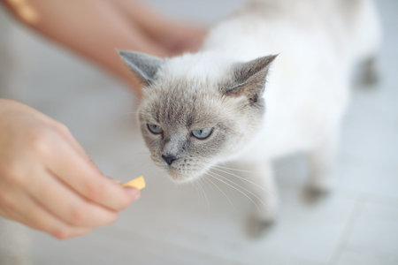 Scottish cat receives treats, feed the animal, the cat eats. High quality photo.の写真素材