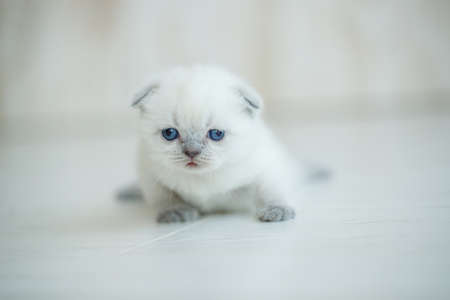 Cute little red scottish breed kitten. High quality photoの写真素材
