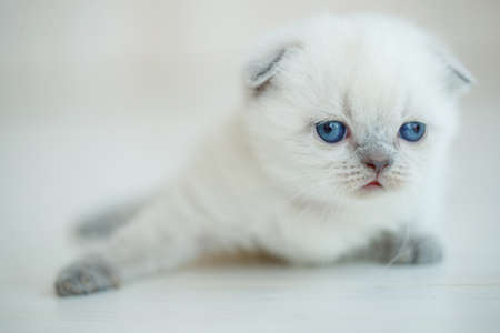 Cute little red scottish breed kitten. High quality photoの写真素材