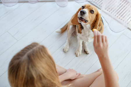 Feed your dog and cat. High quality photoの写真素材
