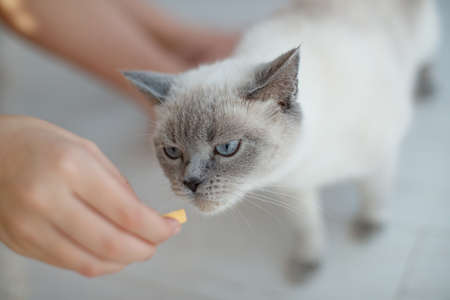 Feed your dog and cat. High quality photoの写真素材