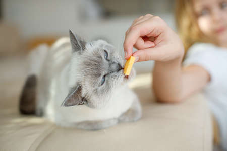 Feed your dog and cat. High quality photoの写真素材