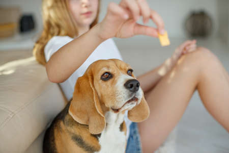 Feed your dog and cat. High quality photoの写真素材