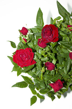 Bouquet of red roses on white background. Flowers. Background for congratulations girl, colleague, mother, grandmotherの写真素材