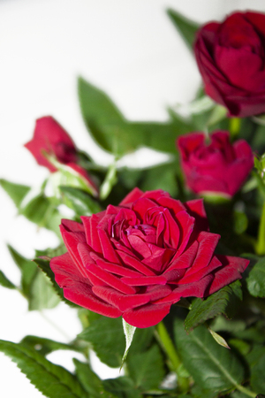 Bouquet of red roses on white background. Flowers. Background for congratulations girl, colleague, mother, grandmotherの写真素材