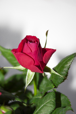 Red rose Bud. Flower. Botany. Macro photography. Flower backgroundの写真素材