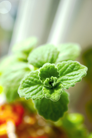 Plectranthus fruticosus or Melissa officinalis. Plant. Medicinal herb. Botanyの写真素材