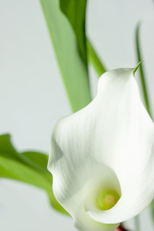 Flowers. Room flower. Botany. Calla lily. Botany backgroundの写真素材