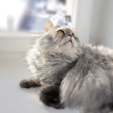 Gray furry cat on a sunny dayの写真素材