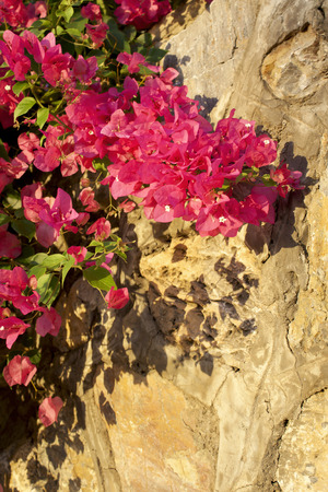 Bougainvillea. Flowers and wall. Macro photography. Nature. Travel. Flower backgroundの写真素材