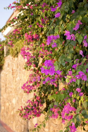 Bougainvillea. Flowers and wall. Nature. Travel. Flower backgroundの写真素材