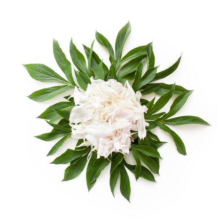 Round floral background. Background from leaves and petals of peony.の写真素材