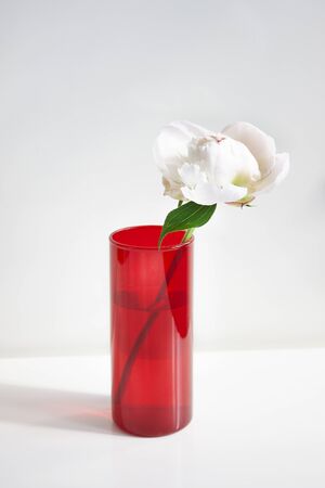 Peony in a red glass vase on a white background. The play of light and shadow on a white background.の写真素材