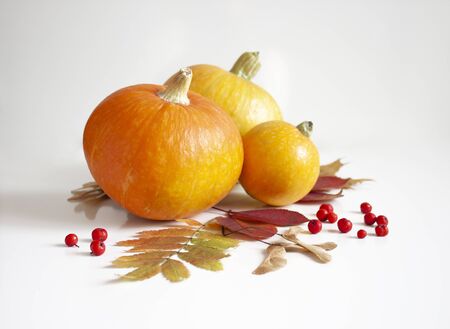 Autumn background. Thanksgiving Day. Pumpkins, autumn leaves and rowan berries. Autumn decor on a white backgroundの写真素材