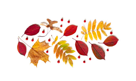 Autumn background. Autumn leaves and rowan berries. Autumn decor on a white background. Flatlay