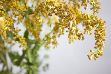 Solidago virgaurea. Flowers Nature background. Yellow ang green colorsの写真素材