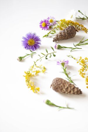 Plants, flowers and cones. Autumn gifts of nature. Floral, natural backgroundの写真素材