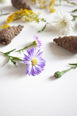 Plants, flowers and cones. Autumn gifts of nature. Floral, natural backgroundの写真素材