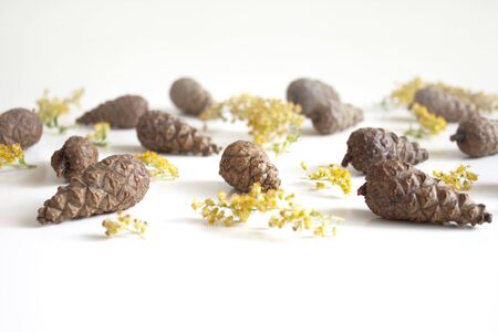 Beauty of nature. Gifts of nature. Cones and yellow dried flowers on a white background. Natural background. Selective focusの写真素材